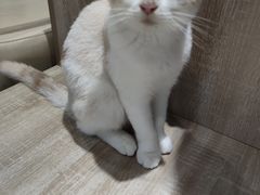 -藏猫猫咖啡主题馆(中央大道店)