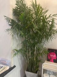 -画匠·画眉师野生眉纹眉美术馆