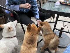 -柴犬高等学院·狗咖·柴犬售卖·宠物训练