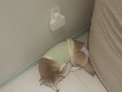 -怪兽屋·羊驼·猫咖·狗咖(俊华广场店)