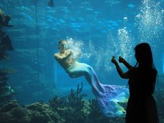 -海棠湾洲际-涛·海底餐厅·美人鱼·自助餐·海底隧道