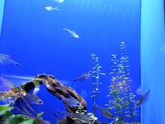 -上海海洋水族馆