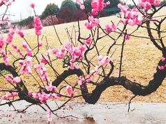 -秀丽东方