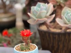 -秦美花卉(天朗·莱茵小城2期店)