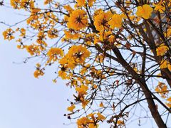 -洲头咀公园