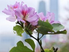 -南宁花花大世界景区