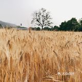 在杭州感受初夏的麦浪