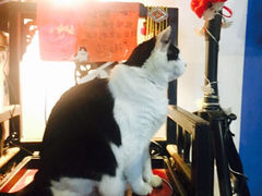 iphone_upload_pic-Anne猫窝咖啡屋