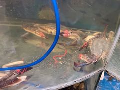 -鑫渔港海鲜本地菜·山海关浑锅(东戴河店)