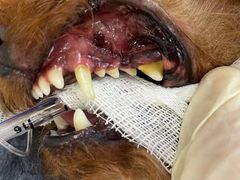 -爱妮康宠物医院·干细胞免疫细胞·肿瘤·心脏(张江店)