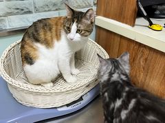 -纳吉亚猫专科动物医院博雅分院