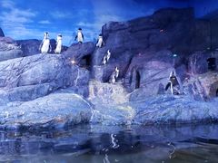 -暹罗海洋世界