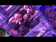 -宝鸡东道花鸟鱼虫市场(吉利花园商场店)