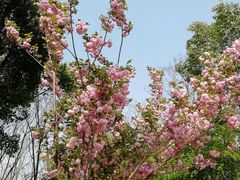 -昆山城市生态森林公园