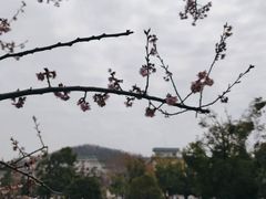 -武汉大学-樱园