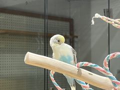 -吉丁鸟咖·异宠·寄养