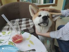 -喜柴咖啡·柴犬狗咖