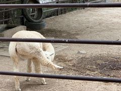 -青藏高原野生动物园