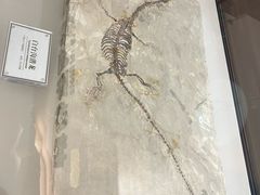 -辽宁古生物博物馆