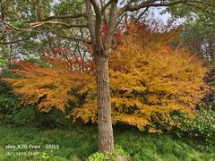 -上海海湾国家森林公园