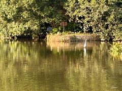 -深圳仙湖植物园
