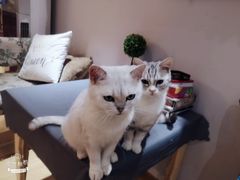 -万小咖.猫咖(中山路天虹店)