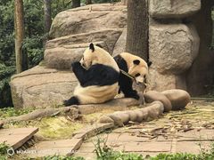 -中国大熊猫保护研究中心雅安碧峰峡基地