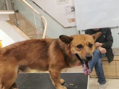 -宠福鑫康馨动物医院·骨科·眼科