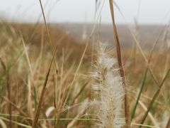 -恋山坝上草原