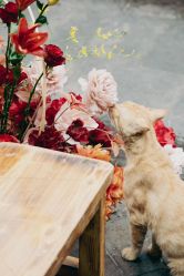 -蘭club婚礼策划