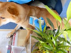 -顺强宠物诊所·狂犬免疫·夜诊·骨科(嘉定店)