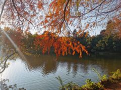 -深圳仙湖植物园