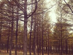 -塞罕坝国家级自然保护区