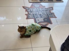 -纳吉亚猫专科动物医院博雅分院