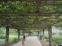 -嘉定紫藤园
