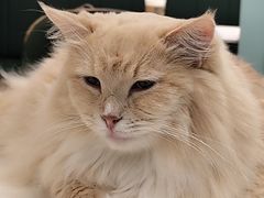 -安格丽娜·狗咖·猫咖羊驼咖(春熙路百盛商场店)