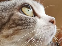 -MOCHA明星猫咖(田子坊店)