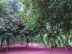 -南宁良凤江国家森林公园