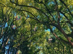 -上海共青森林公园