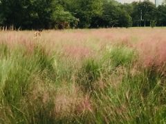 -艾溪湖湿地公园