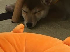 -逗柴咖啡屋·狗咖猫咖宠物桌游