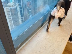 -柴犬小屋·柴餐厅·狗咖食堂(金鼎广场店)