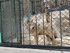 -大连森林动物园