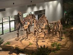 -自贡恐龙博物馆