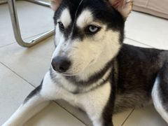 -怪兽屋·羊驼·猫咖·狗咖(俊华广场店)