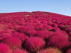 -洪湖湿地生态园