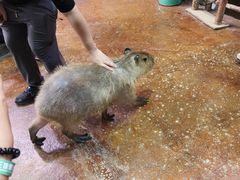 -正佳雨林生态植物园