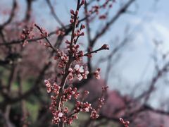 -梅花山(明孝陵内)