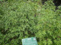-广西壮族自治区药用植物园