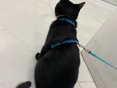 -纳吉亚猫专科动物诊疗中心(蒋宅口分院)